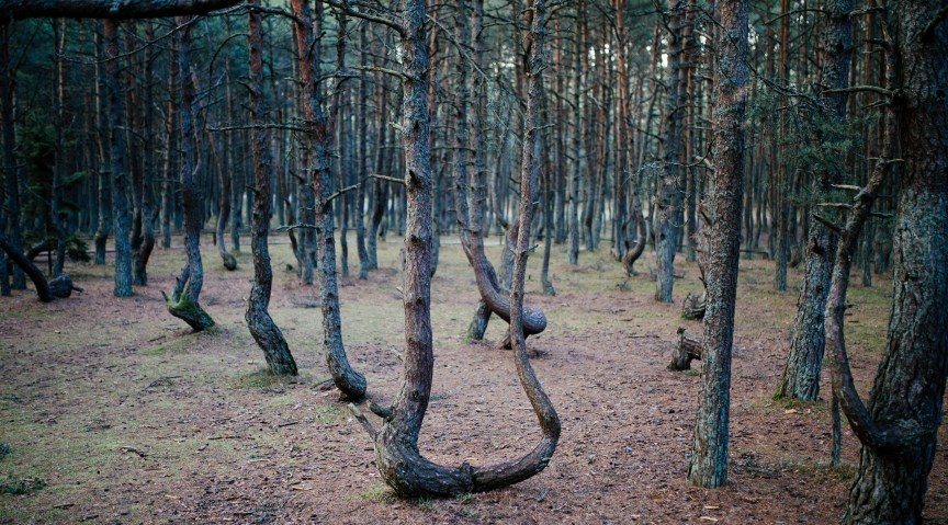 Танцующий лес, Россия