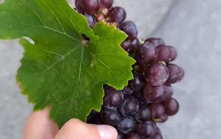 Exclusive Guided Wine and Hiking Experience in Austria