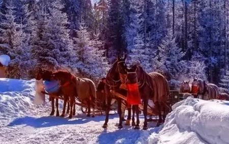 Zakopane Sleigh Ride in Tatra Mountains