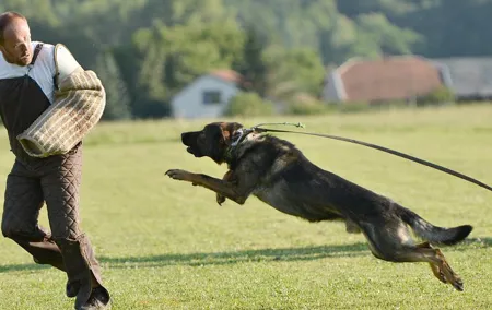 stag dog chase Krakow prank