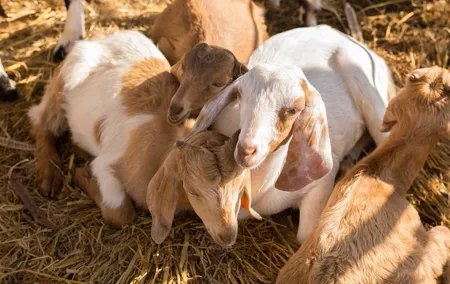Czech Volcanic Mountains and Goat Farm Private Tour from Prague