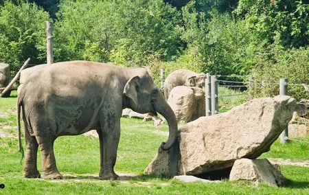 Prague Zoo Admission Ticket with Transfer and Audio Guide