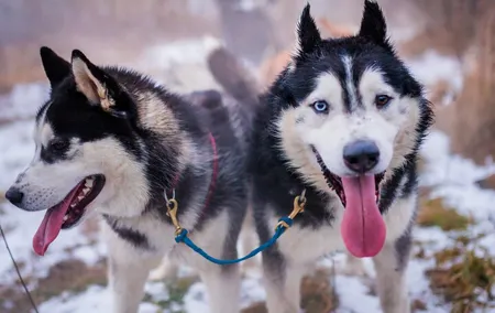 Kraków Full Dog Sled Ride
