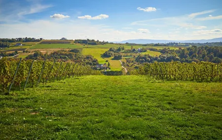 Wieliczka Vineyard: Wine tasting with local snacks