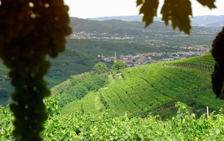 Amarone-Soave private wine tour. Visit Verona. From Venice