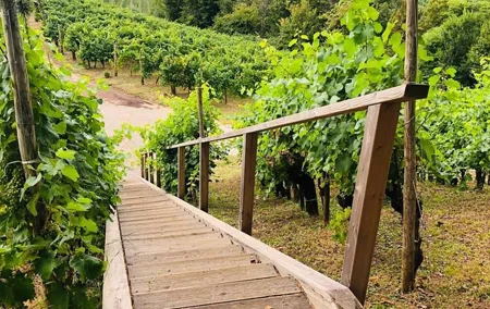 Full day Private Prosecco Tour, with certified Sommelier