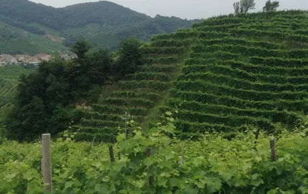Prosecco Wine Tour With Tiramisu' From Venice