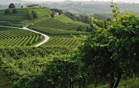 Prosecco Tour and Tasting from Venice