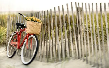 Lido Bike Tour: With a Local on the Island of Cinema