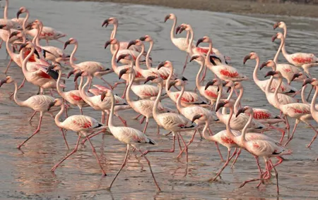 Lio Piccolo: Flamingos & Birdwatching Bike Tour in the Lagoon