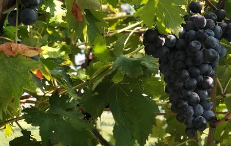 Valpolicella and Amarone Private Tour from Venice with Sommelier