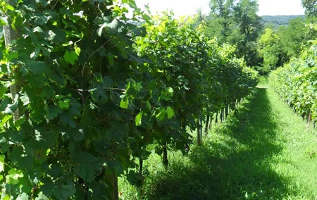 ”Wine is bottled poetry ,that's why I love Prosecco !! private Tour