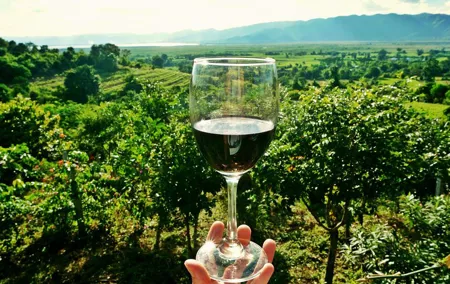Private Half Day Wine Tasting tour: Road Of The Doges