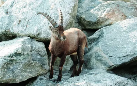 Alpine Zoo Innsbruck and Hungerburg Funicular Combo Ticket