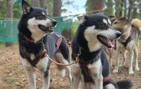 Husky Trekking in Natural Park near Vilnius