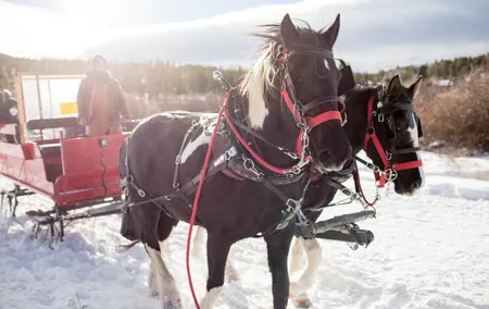 Christmas Horse-Drawn Sleigh/Carriage Ride from Salzburg