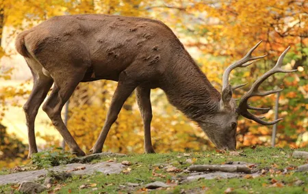 Salzburg Zoo Hellbrunn Skip the line Tickets with Private Car