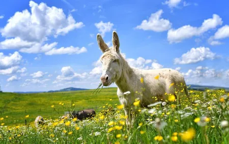Private Tour to Aiderbichl Animal Welfare Centre from Salzburg