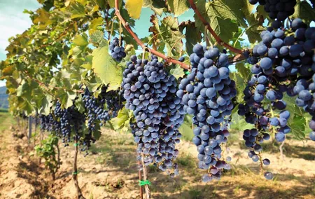 Chianti Half-day Wine Tour in the Tuscan's Hills from Pisa