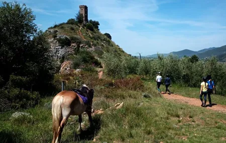 2 hour horseback ride for experts in Valgraziosa (Pisa)