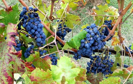 "Ramble Through The Rolling Hills Of Chianti" with lunch & Wine Tastings