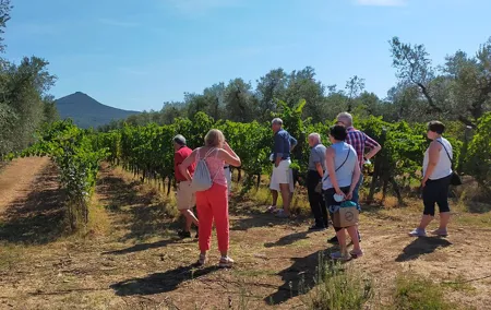 Private wine tour with sommelier - the magical Bolgheri (2 wineries)