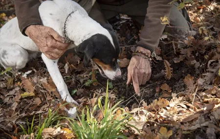 Face-to-face experience with the Truffle