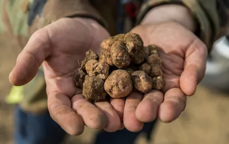 Truffle Hunting with Lunch and Chianti Tasting from Pisa