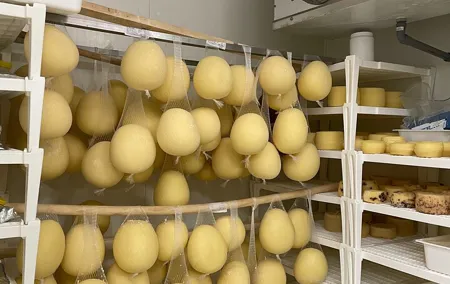 Pisa Exclusive Cheese Making & tasting experience