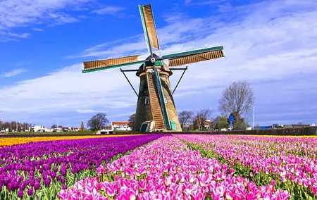 Keukenhof Tulips and Delft Tour from Brussels Full day