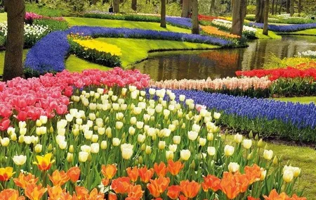 Private tour : Keukenhof Tulips and Delft Tour from Brussels Full day