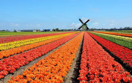 Private tour :Traditional Holland and Amsterdam city tour from Brussels Full day
