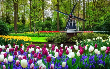 Full Day Private Tour of Keukenhof Garden from Brussels