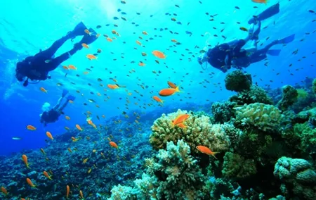 Diving Tour with Lunch
