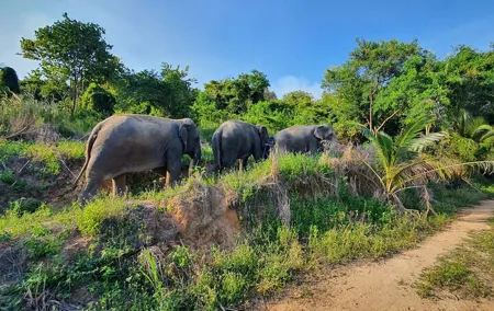 Living Green Elephant Sanctuary Experience near Bangkok & Pattaya