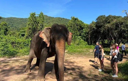 Ethical Elephant Watching Tour From Bangkok & Pattaya