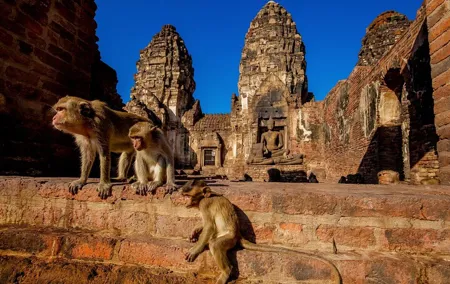 Bangkok to Ayutthaya Lopburi Monkey Temple, Largest Buddha Tour