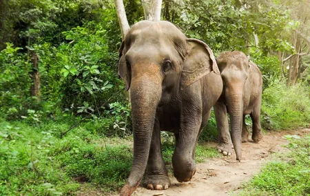 Private Tour to Kanchanaburi Death Railway and Elephant Haven
