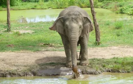 2 day 1 night Elephant World Kanchanaburi from Bangkok