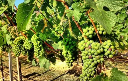 Khao Yai Winery - Vineyard Tours & Animal Lover with Horse Farm