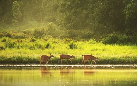 10 Hours Private Hiking in Khao Yai National Park From Bangkok