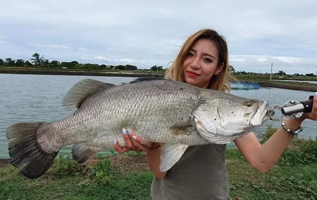 Big Barramundi Lure Fishing Thailand