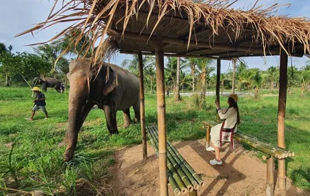 Ethical Elephant Sanctuary Tour with Private Transfer