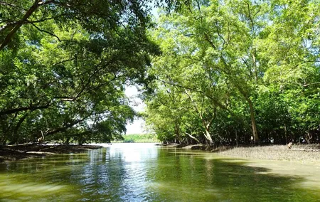 Full Day Mangrove Forest Conservation Centre