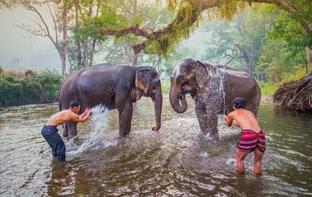 Private Tour Elephant Haven Kanchanaburi from Bangkok
