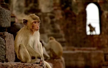 Visit of Lopburi, the monkey's city, from Bangkok with your English-speaking guide