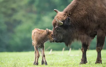 Bialowieza National Park Small Group Tour from Warsaw with Lunch included
