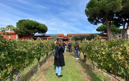 Ribera del Duero Tour: Three Wineries and Lunch from Madrid