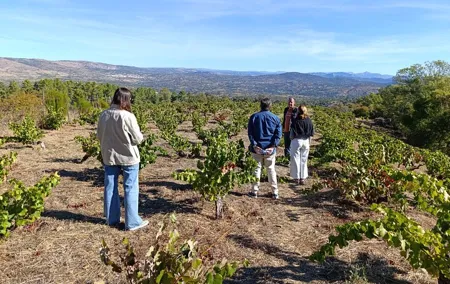 Madrid Winery Tour with Tasting and Sommelier Guide