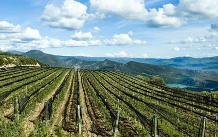 Private Wine Tasting And Visit Tour in Ribera Duero